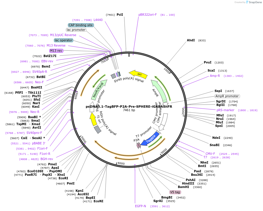 187091-plasmid-map-sequence-id-369264