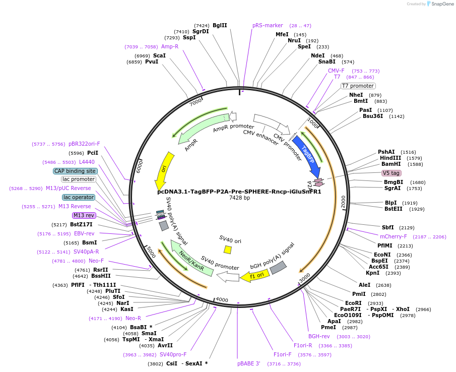 187093-plasmid-map-sequence-id-369265