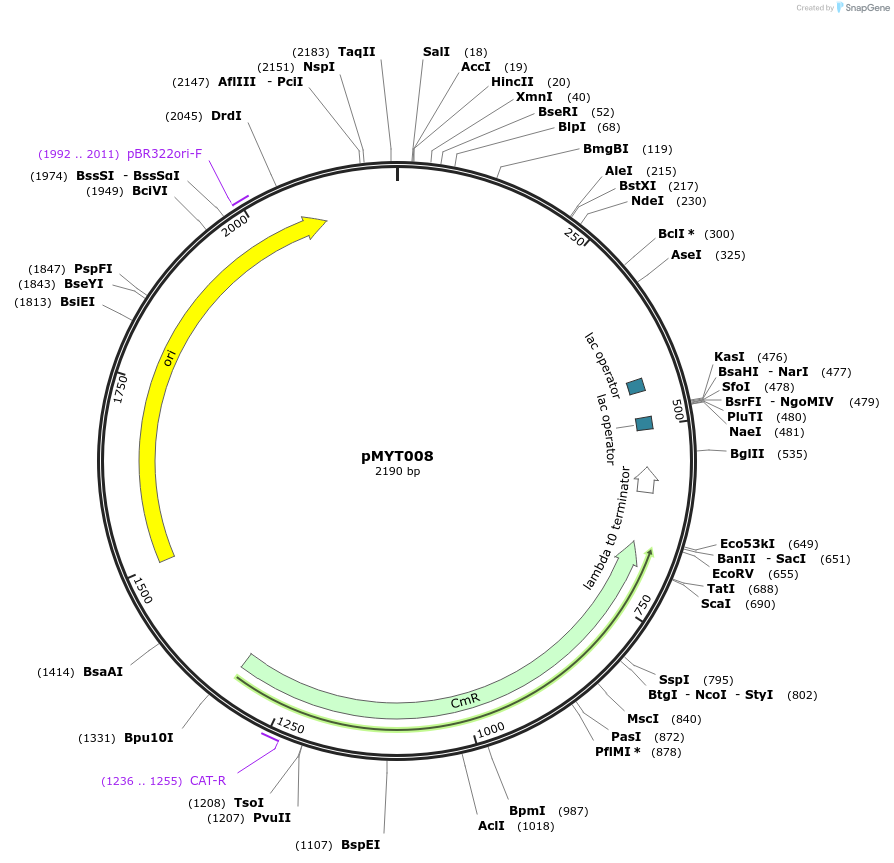 180661-plasmid-map-sequence-id-369266