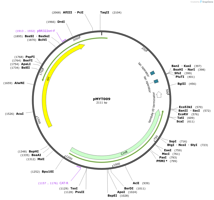 180662-plasmid-map-sequence-id-369267