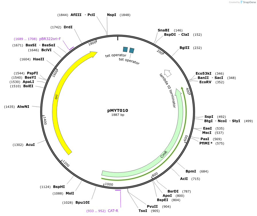 180663-plasmid-map-sequence-id-369268