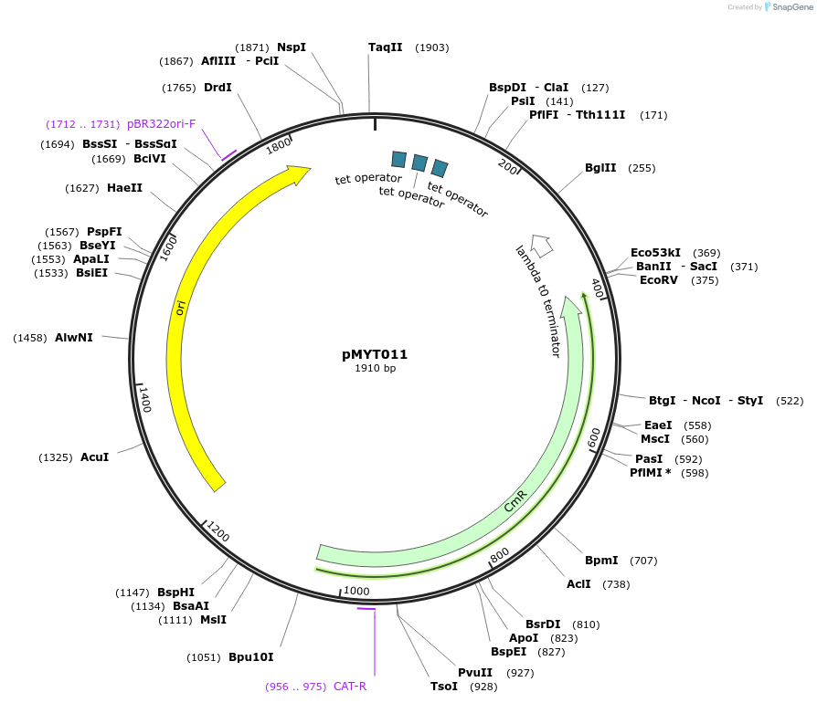 180664-plasmid-map-sequence-id-369269