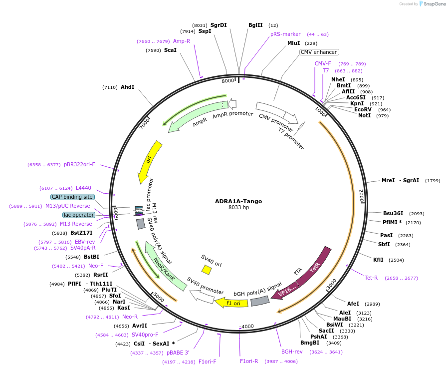 66213-plasmid-map-sequence-id-369270