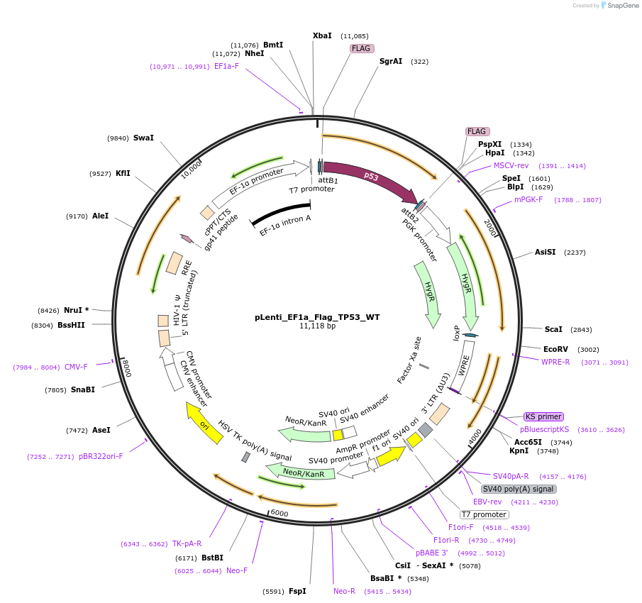 183112-plasmid-map-sequence-id-369272