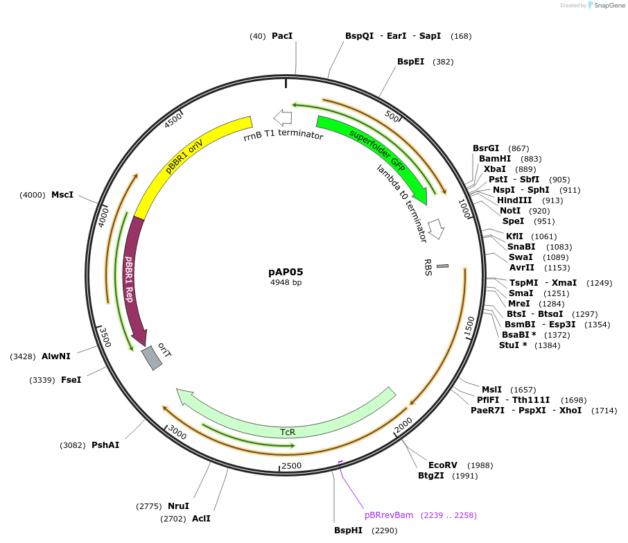 186261-plasmid-map-sequence-id-369315