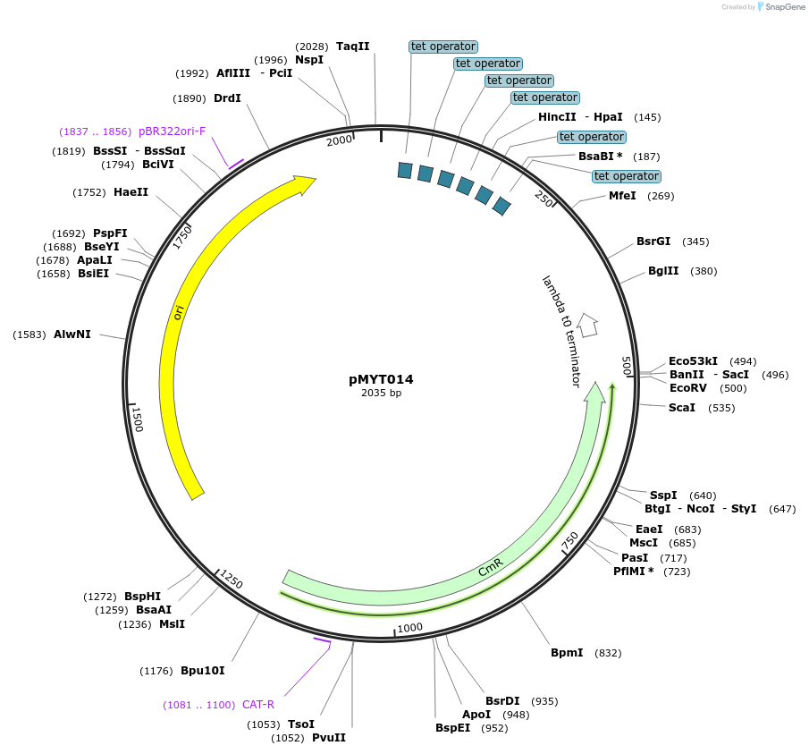 180667-plasmid-map-sequence-id-369320