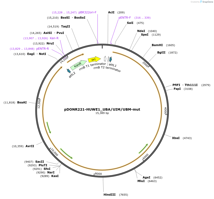 187153-plasmid-map-sequence-id-369323