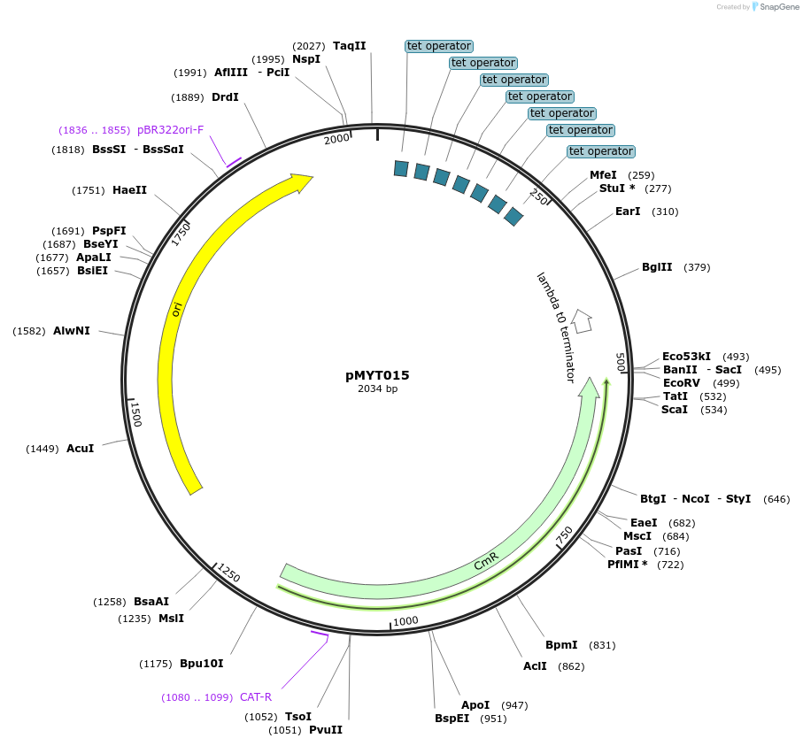 180668-plasmid-map-sequence-id-369324