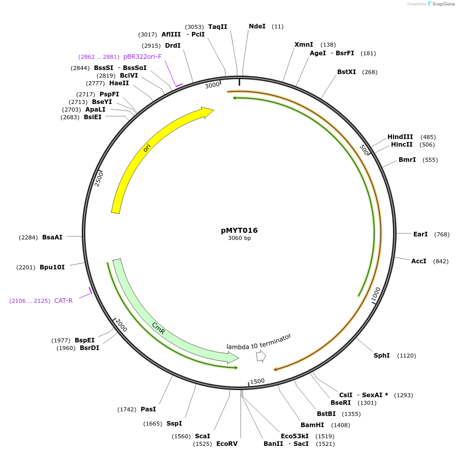180669-plasmid-map-sequence-id-369326