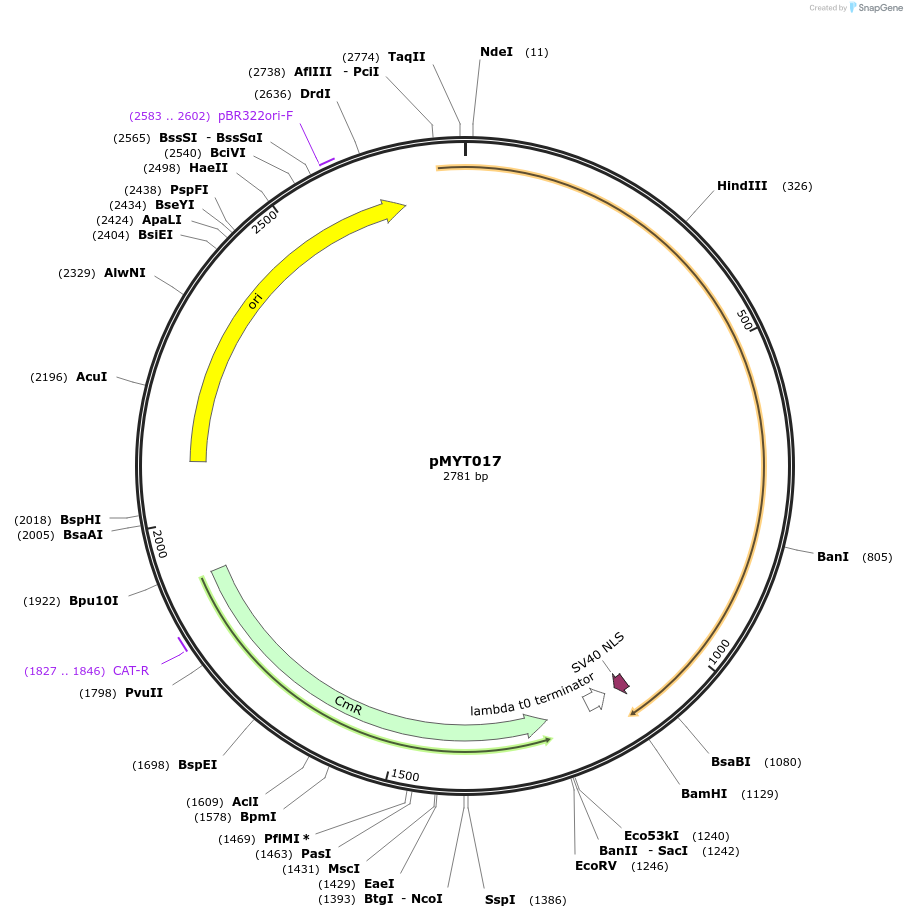 180670-plasmid-map-sequence-id-369330
