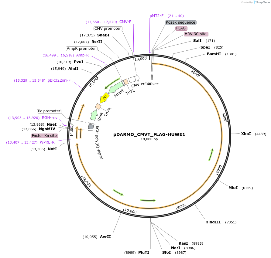 187121-plasmid-map-sequence-id-369334
