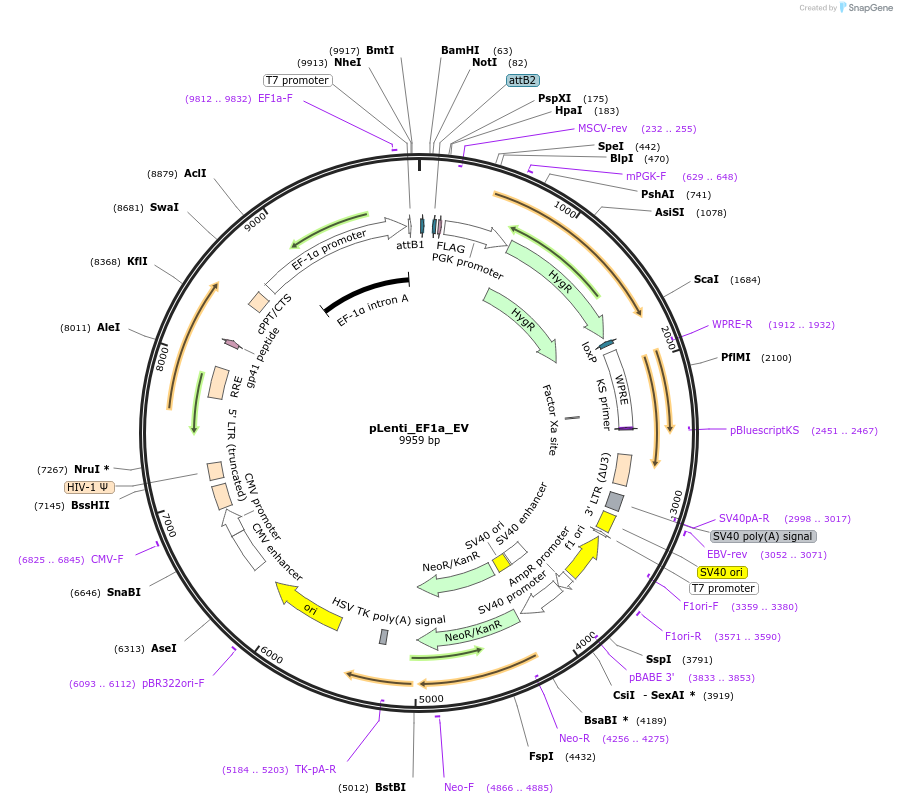 183116-plasmid-map-sequence-id-369336