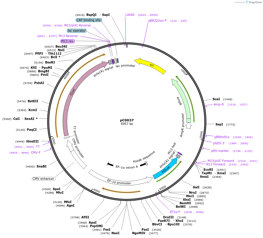 181934-plasmid-map-sequence-id-369337