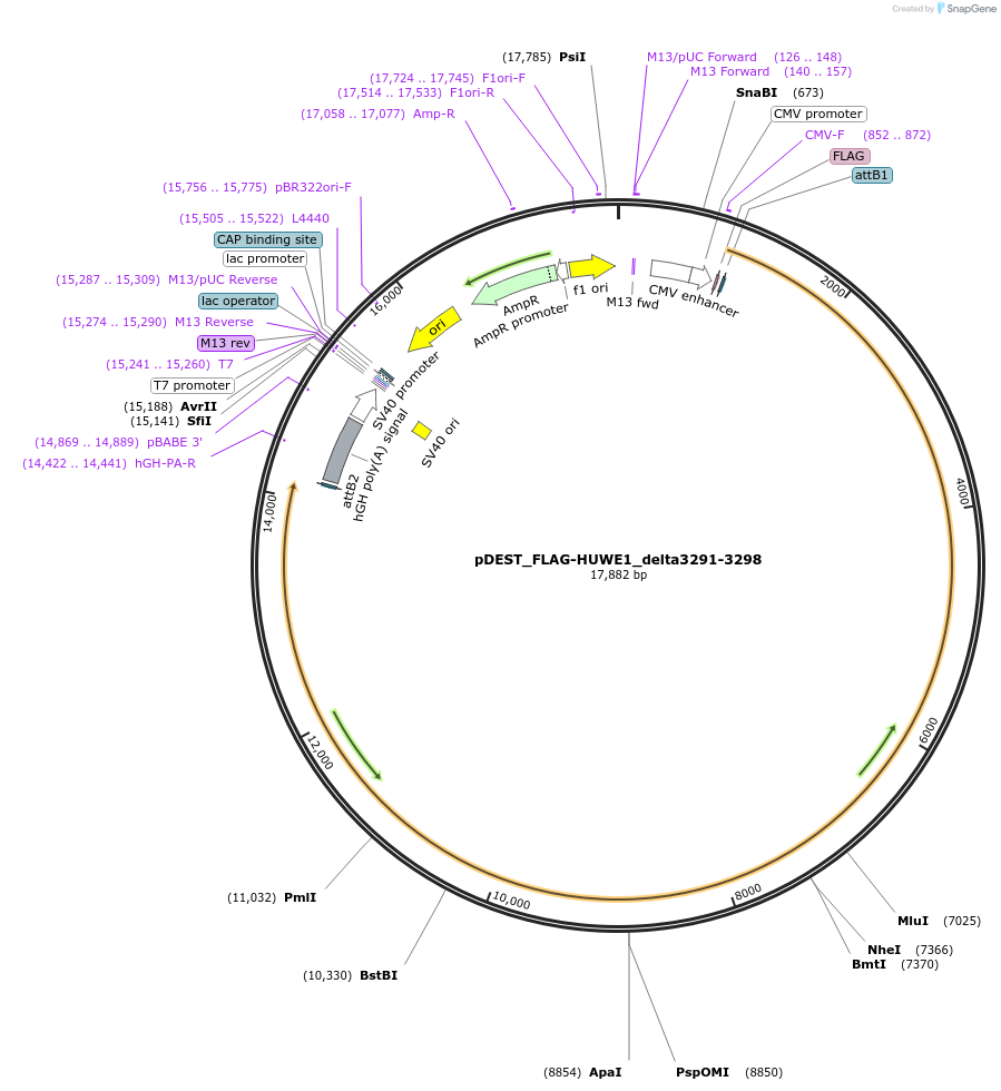 187125-plasmid-map-sequence-id-369338