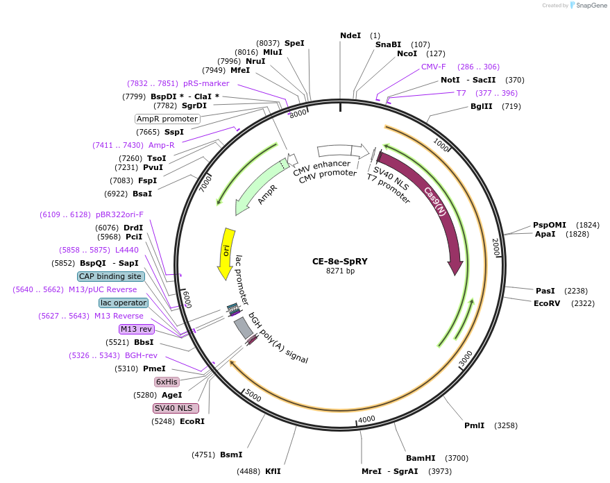 188913-plasmid-map-sequence-id-369345