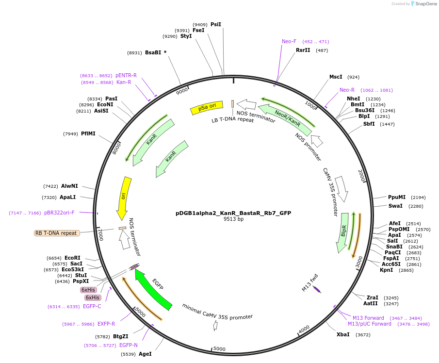 186427-plasmid-map-sequence-id-369354
