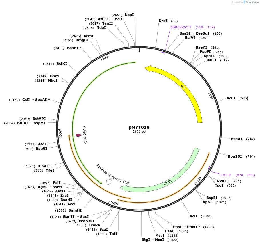 180671-plasmid-map-sequence-id-369355