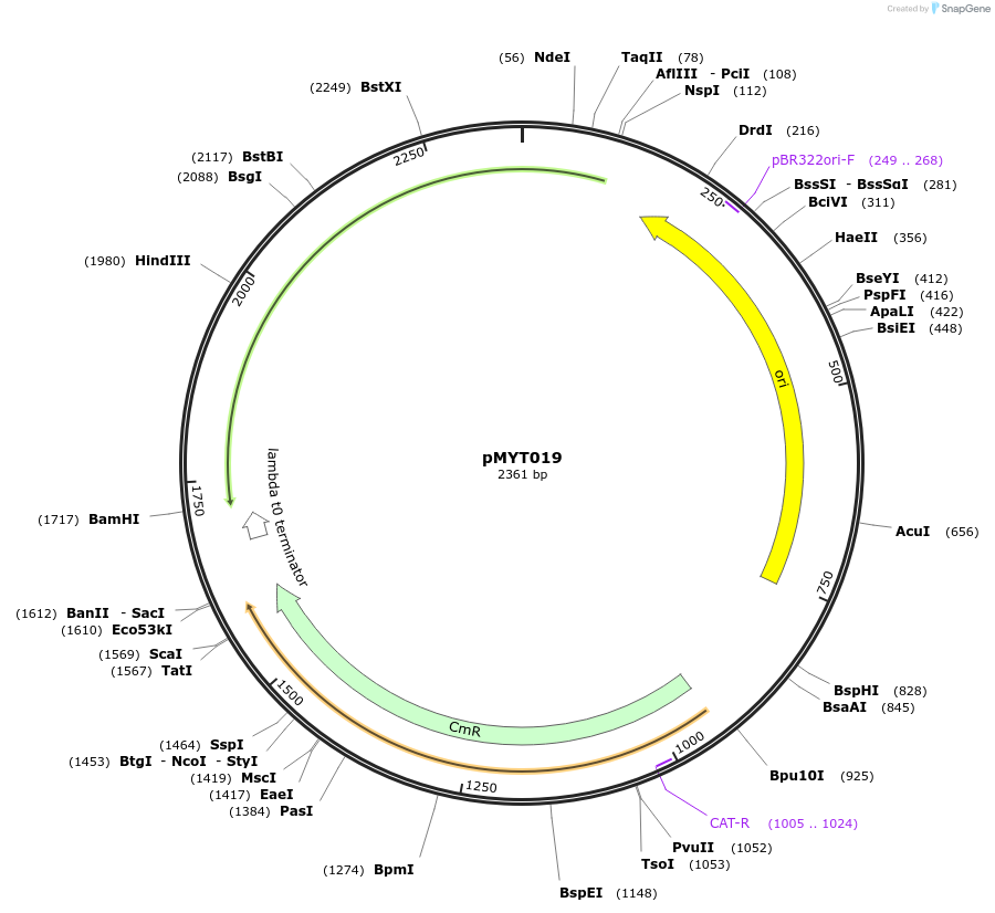 180672-plasmid-map-sequence-id-369356