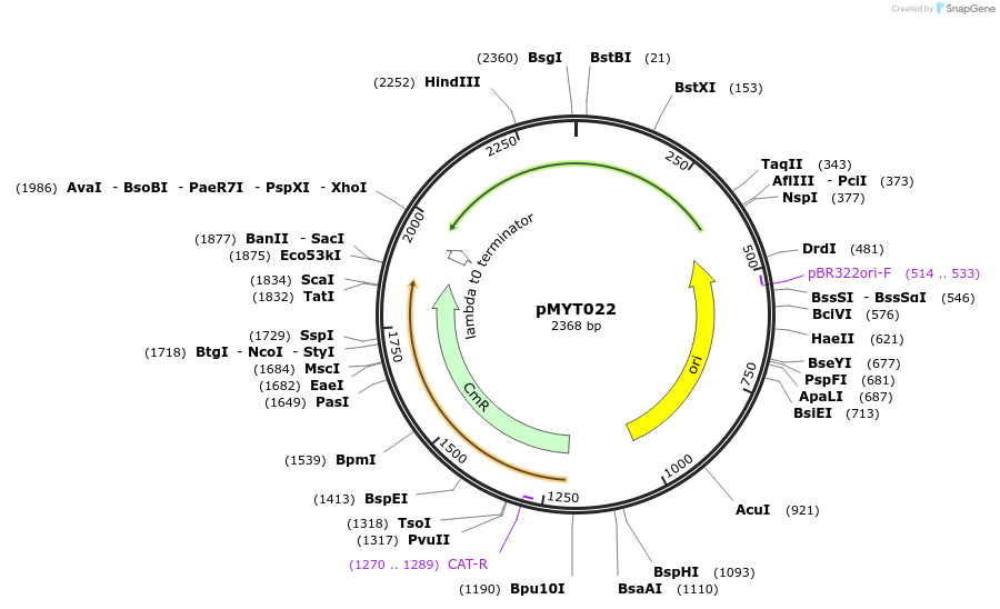 180675-plasmid-map-sequence-id-369357