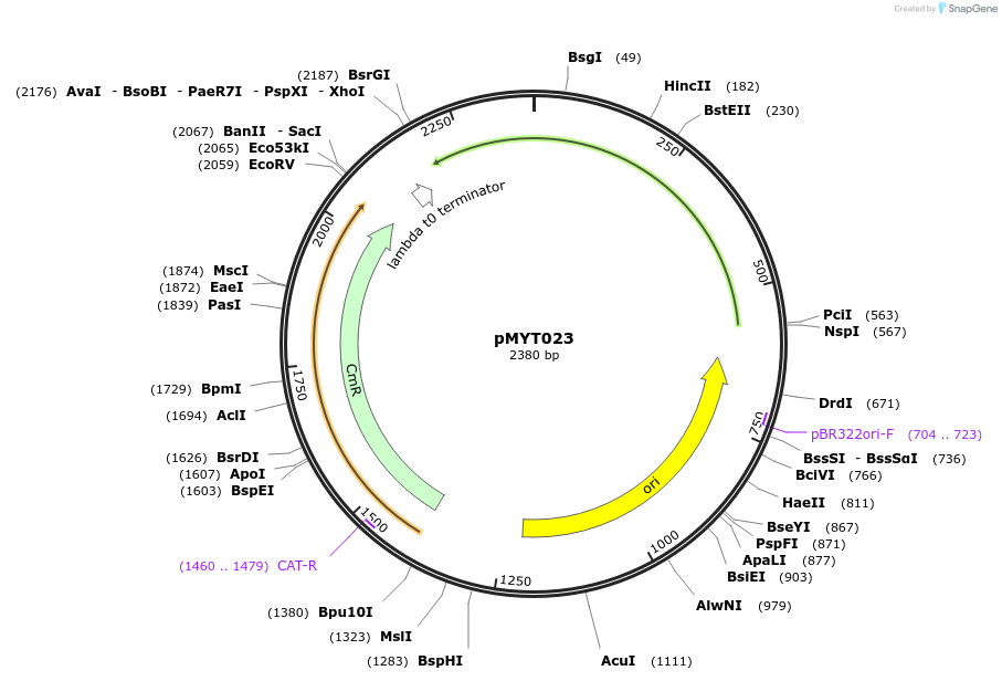 180676-plasmid-map-sequence-id-369360