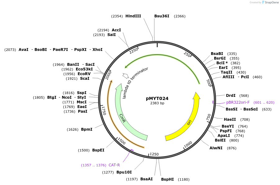 180677-plasmid-map-sequence-id-369361