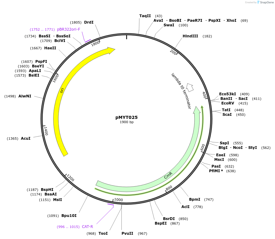 180678-plasmid-map-sequence-id-369362