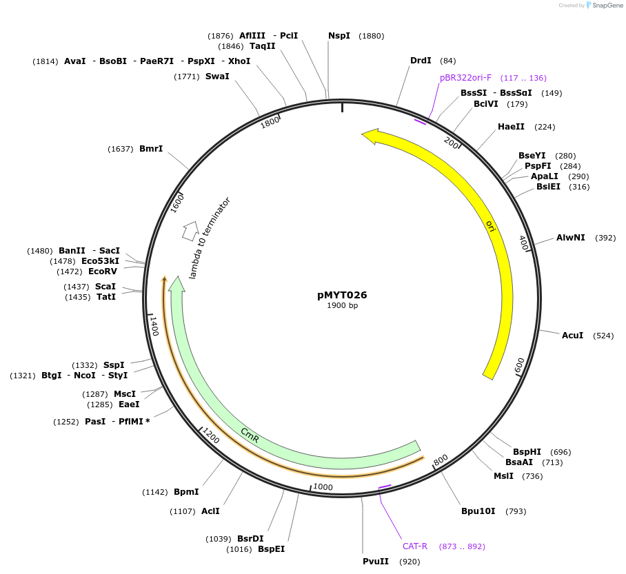 180679-plasmid-map-sequence-id-369363