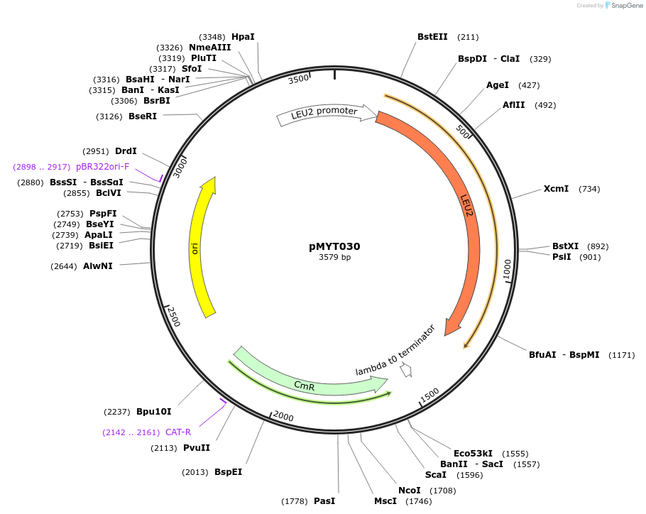 180683-plasmid-map-sequence-id-369369