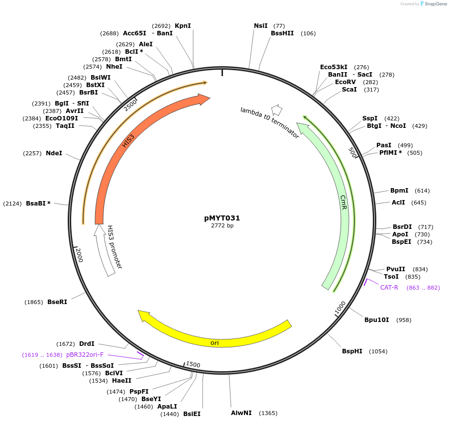 180684-plasmid-map-sequence-id-369370