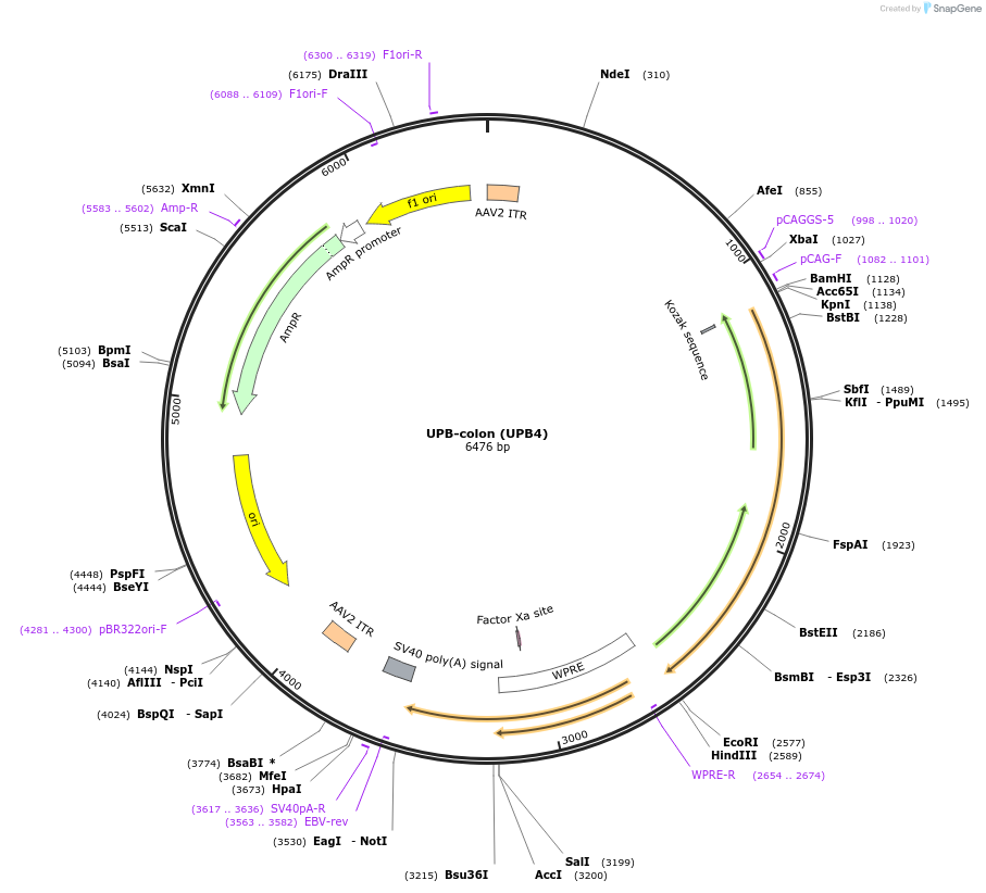 180786-plasmid-map-sequence-id-369371