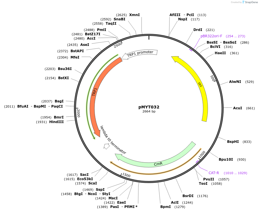 180685-plasmid-map-sequence-id-369372