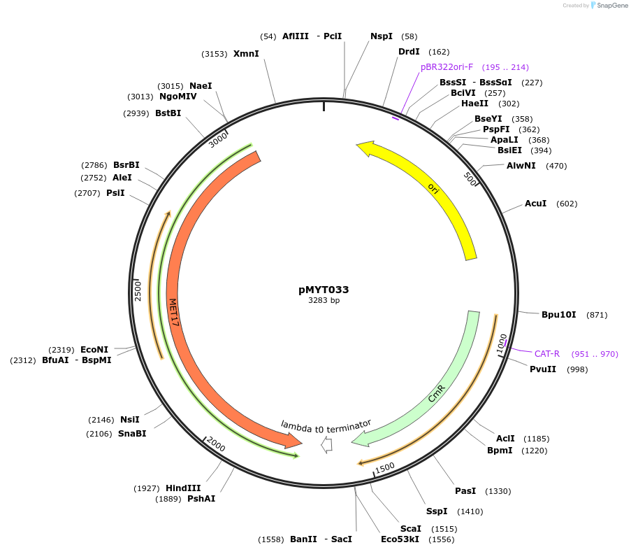 180686-plasmid-map-sequence-id-369373