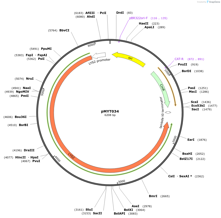 180687-plasmid-map-sequence-id-369375