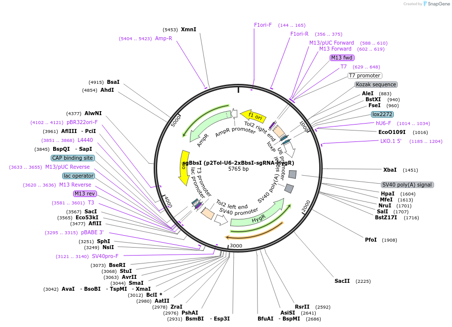 71485-plasmid-map-sequence-id-369376