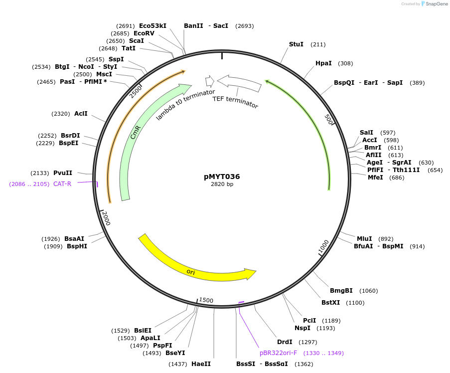 180689-plasmid-map-sequence-id-369378