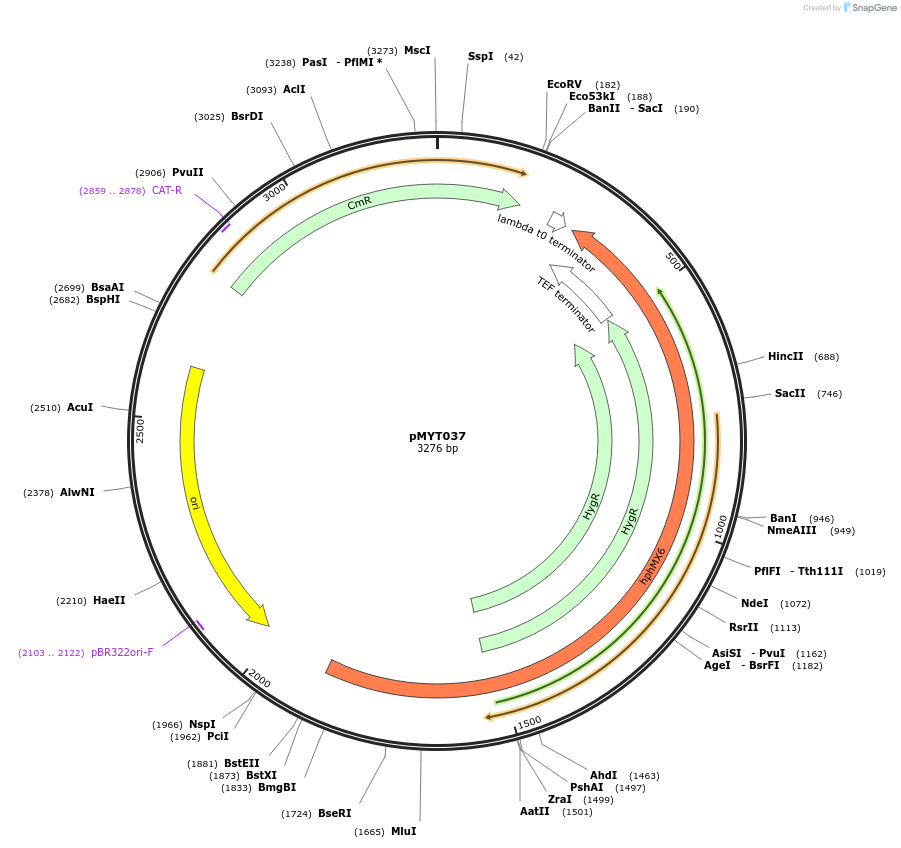 180690-plasmid-map-sequence-id-369380