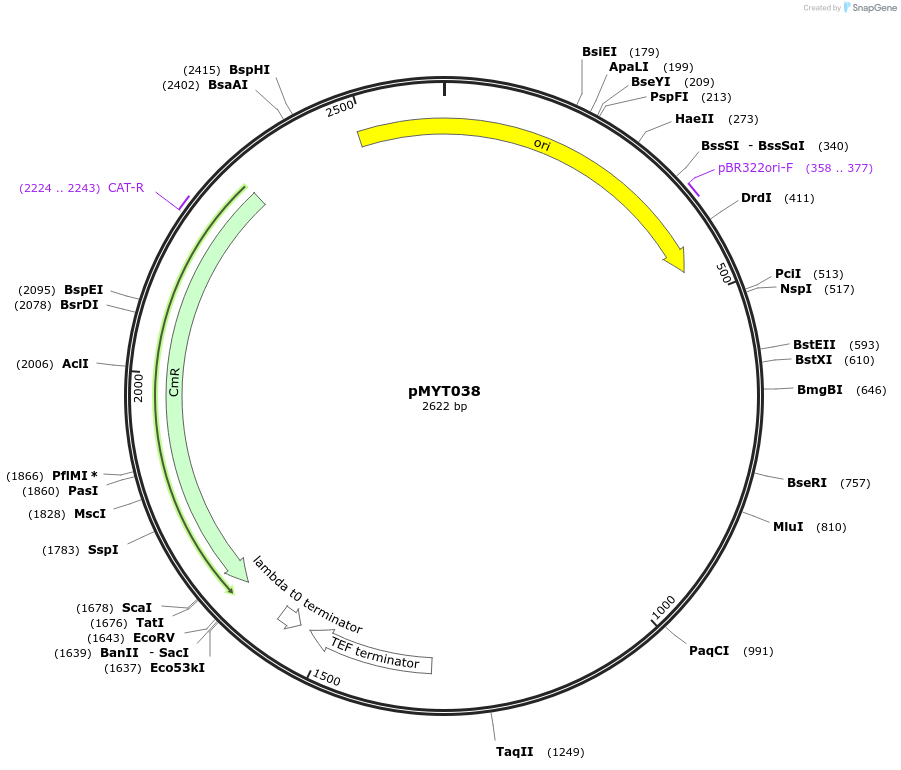 180691-plasmid-map-sequence-id-369381