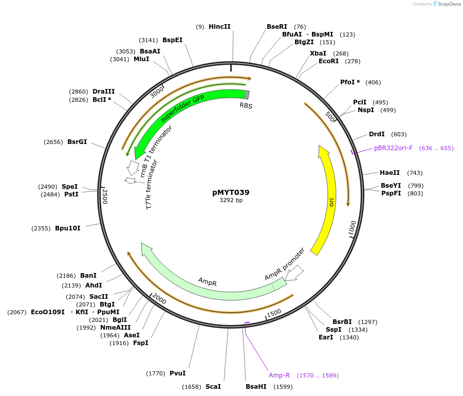 180692-plasmid-map-sequence-id-369382