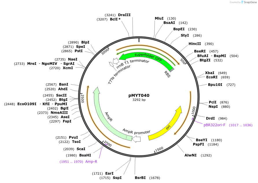 180693-plasmid-map-sequence-id-369384