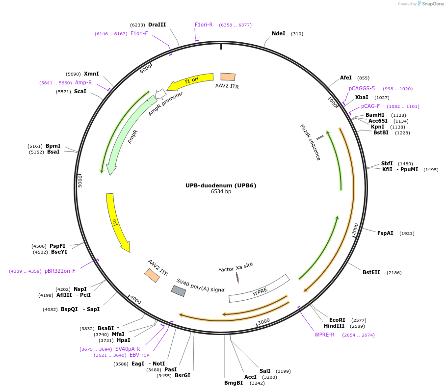 180785-plasmid-map-sequence-id-369386