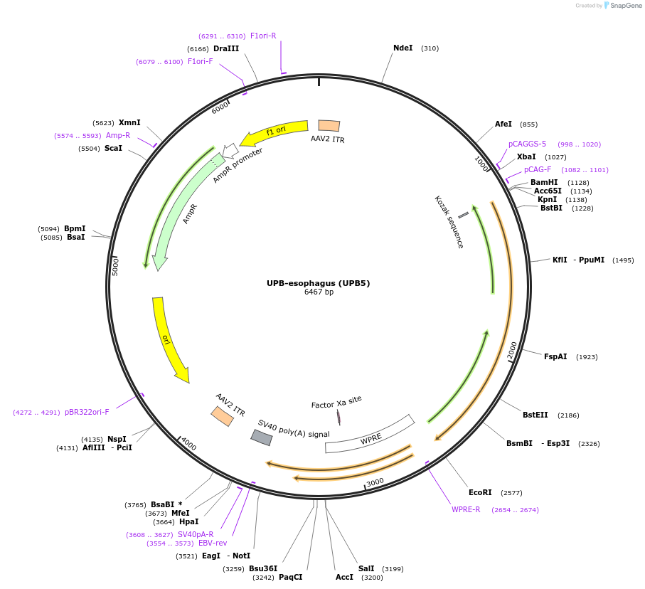 180783-plasmid-map-sequence-id-369387