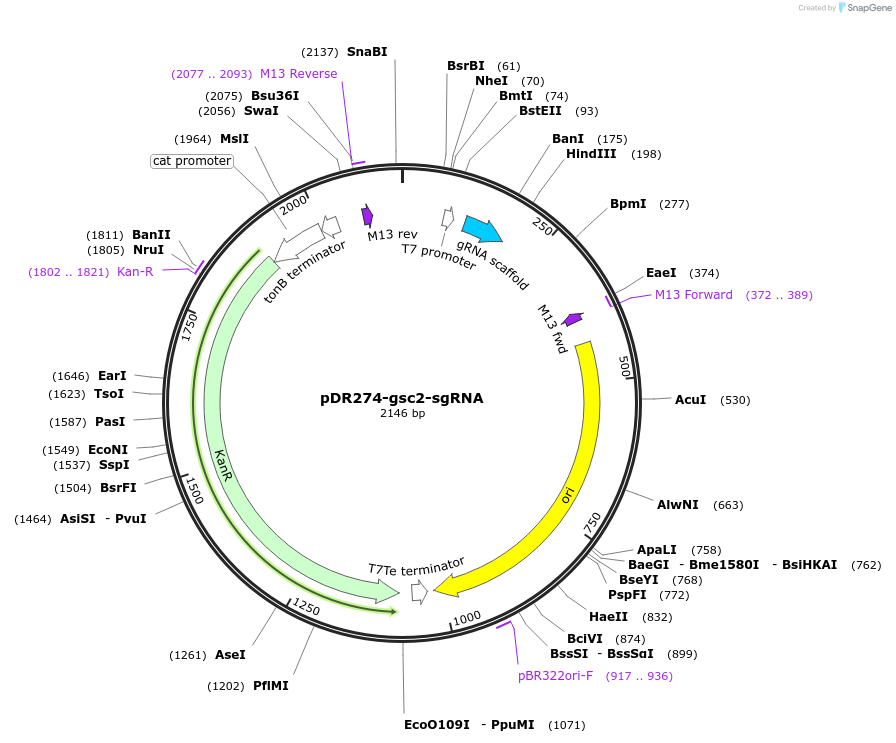 184818-plasmid-map-sequence-id-369410