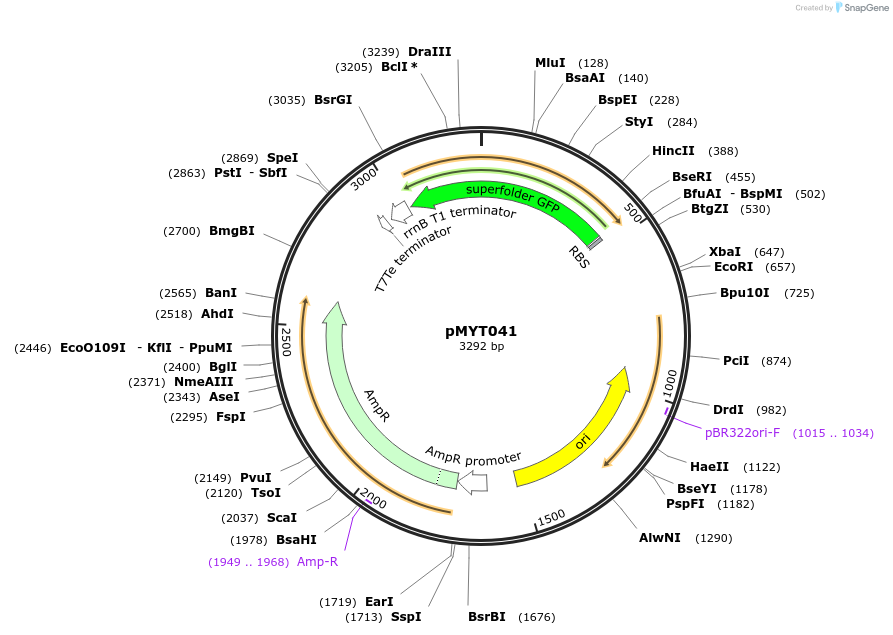 180694-plasmid-map-sequence-id-369411