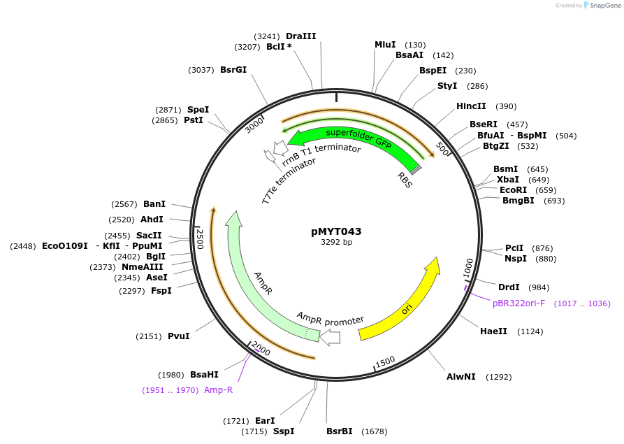 180696-plasmid-map-sequence-id-369413