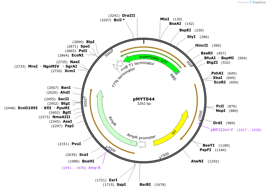 180697-plasmid-map-sequence-id-369414