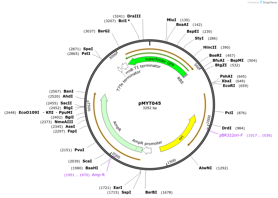 180698-plasmid-map-sequence-id-369415