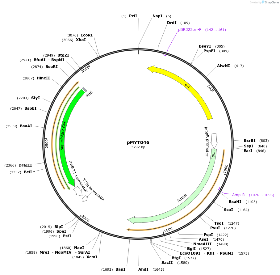 180699-plasmid-map-sequence-id-369416