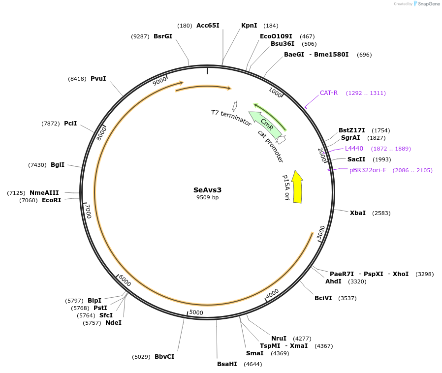 188791-plasmid-map-sequence-id-369417