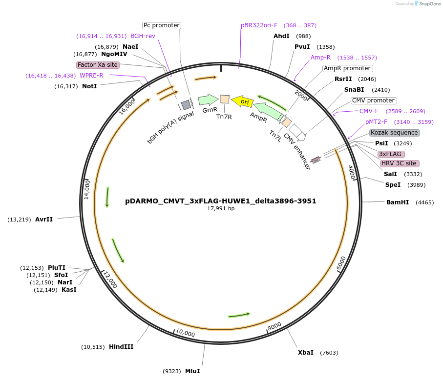 187133-plasmid-map-sequence-id-369422