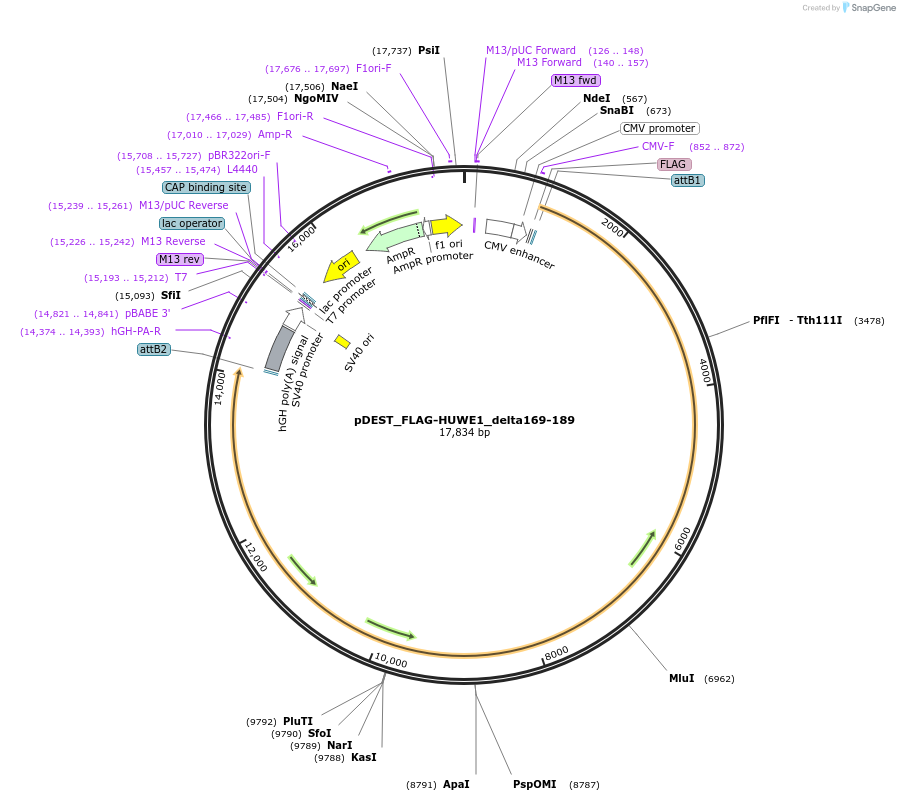 187136-plasmid-map-sequence-id-369427